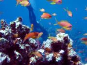 potápění, Egypt, ryby